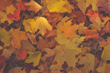 Güzel sonbahar renkleri, yapraklar ve ağaçlar kuzeyde. Altın sonbahar.