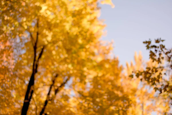güzel sonbahar renkleri