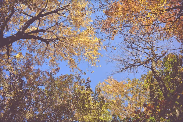 Güzel sonbahar arka plan, yapraklar, sonbahar renkleri. 