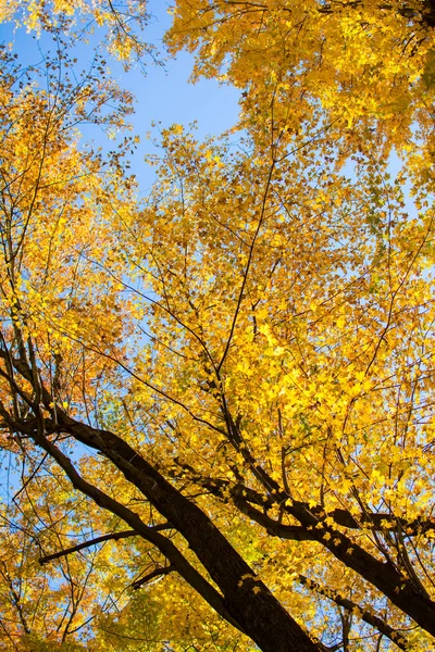 Красивый осенний фон, листья, цвета осени . — стоковое фото