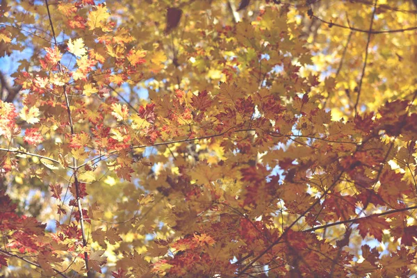 Красивый осенний фон, листья, цвета осени . — стоковое фото