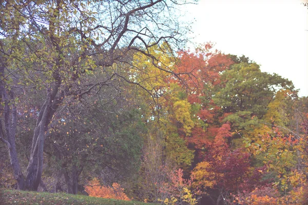 Mooie herfst achtergrond, bladeren, kleuren van de herfst. — Stockfoto