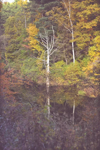 Güzel sonbahar arka plan, yapraklar, sonbahar renkleri. 