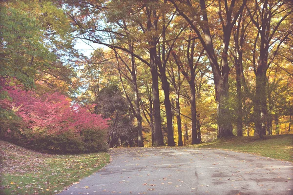 Güzel sonbahar arka plan, yapraklar, sonbahar renkleri. 