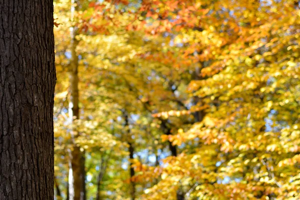 Gyönyörű őszi színek, levelek és a fák északról. Arany ősz. — Stock Fotó