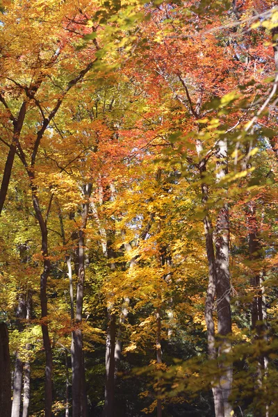 Vackra höstfärger, löv och träd uppe i norr. Gyllene höst. — Stockfoto