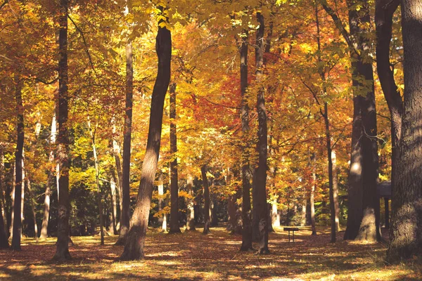 Güzel sonbahar renkleri, yapraklar ve ağaçlar kuzeyde. Altın sonbahar.