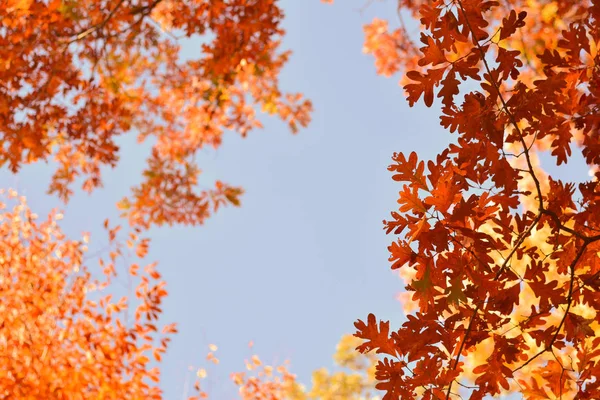 Цвета, листья и деревья осень на север. Золотая осень . — стоковое фото