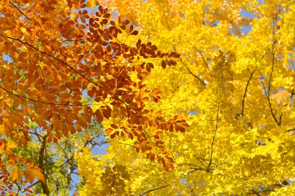 Güzel sonbahar renkleri, yapraklar ve ağaçlar kuzeyde. Altın sonbahar.