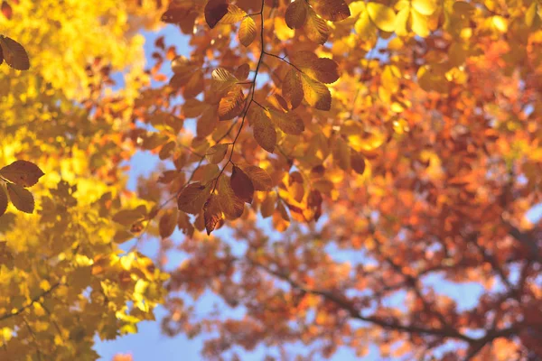 Цвета, листья и деревья осень на север. Золотая осень . — стоковое фото