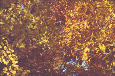 Güzel sonbahar renkleri, yapraklar ve ağaçlar kuzeyde. Altın sonbahar.