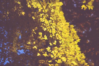 Güzel sonbahar renkleri, yapraklar ve ağaçlar kuzeyde. Altın sonbahar.