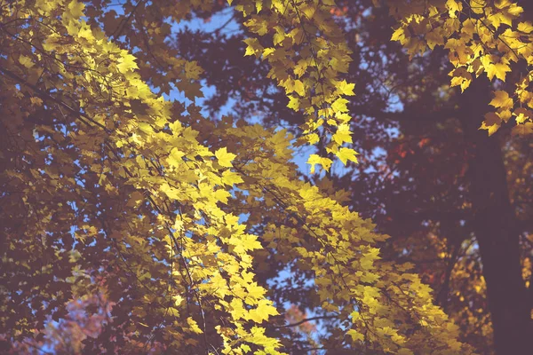 Lindas cores de queda, folhas e árvores no norte. Outono dourado . — Fotografia de Stock