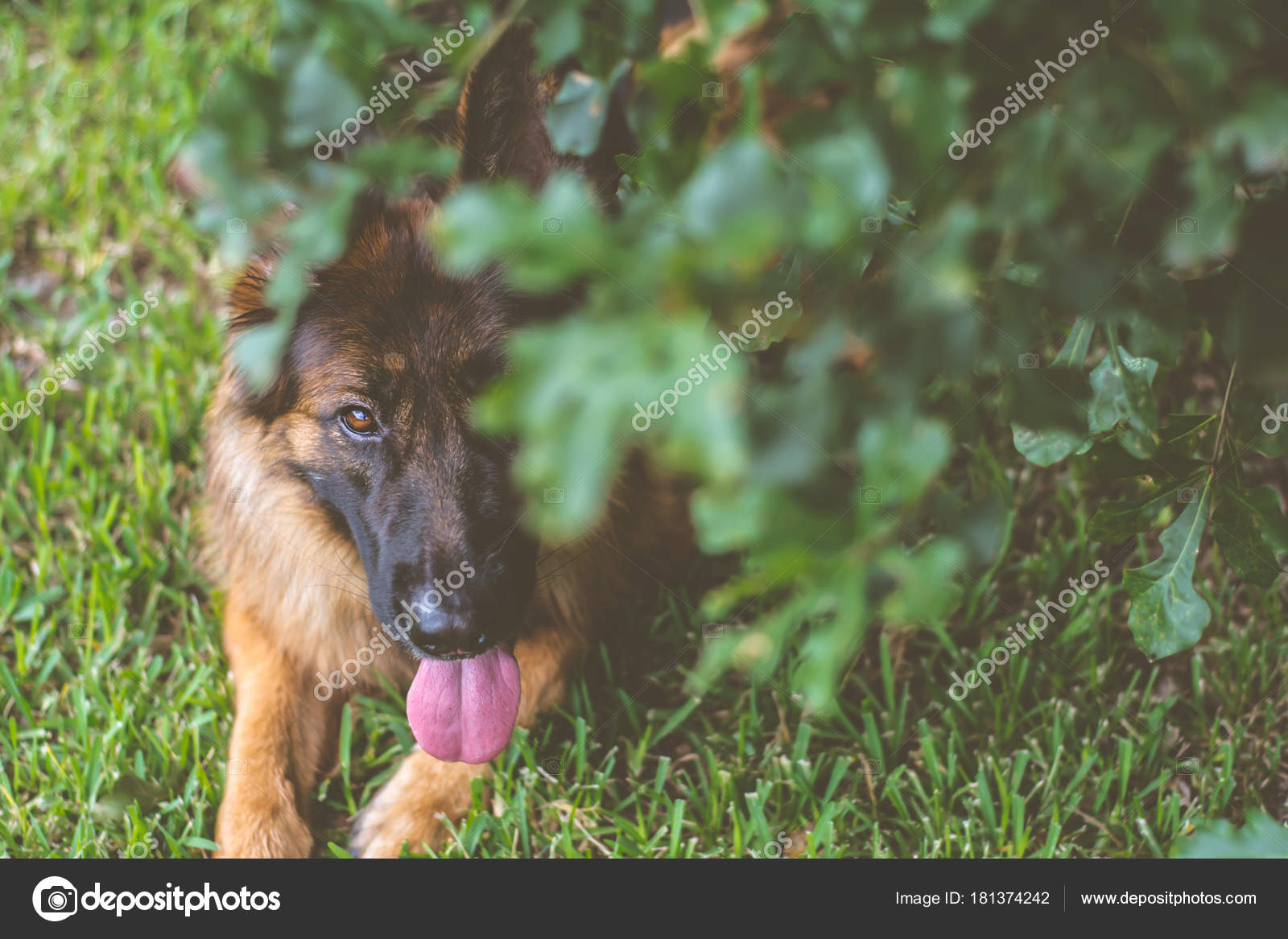 Chien Berger Allemand Poil Long Rouge Noir Extérieur