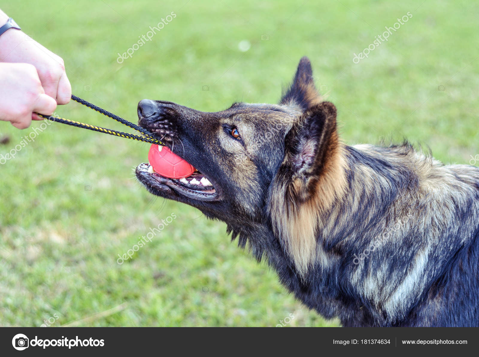 sable coat dog