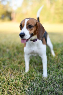 Açık havada yeşil çim zevk küçük genç Beagle