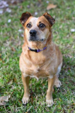 Kırmızı Avustralyalı büyükbaş hayvan köpek