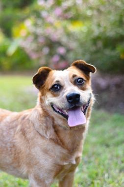 Kırmızı Avustralyalı büyükbaş hayvan köpek
