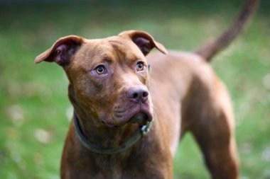 Karışık doğurmak çukur boğa köpek