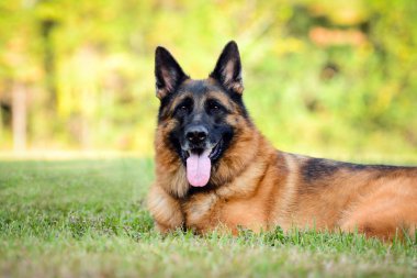 Yeşil çimenlerin üzerinde Alman çoban