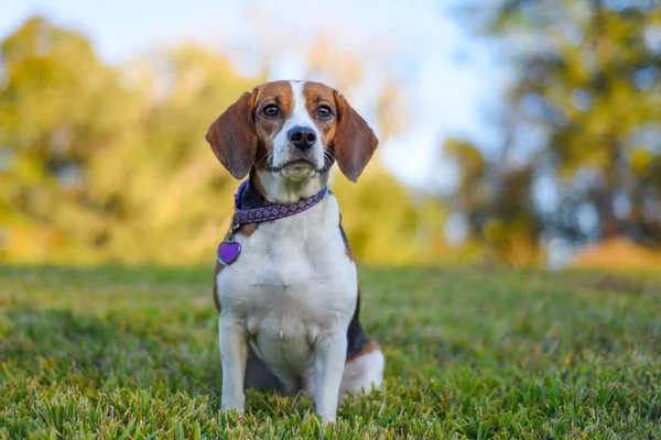 Pequeño Beagle Joven Disfrutando Hierba Verde Aire Libre — Foto de Stock