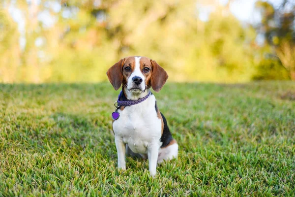 Micul Beagle Tânăr Care Bucură Iarba Verde Aer Liber — Fotografie, imagine de stoc
