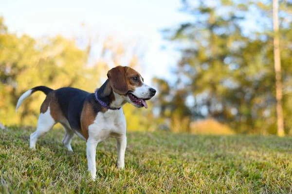 Pequeño Beagle Joven Disfrutando Hierba Verde Aire Libre — Foto de Stock
