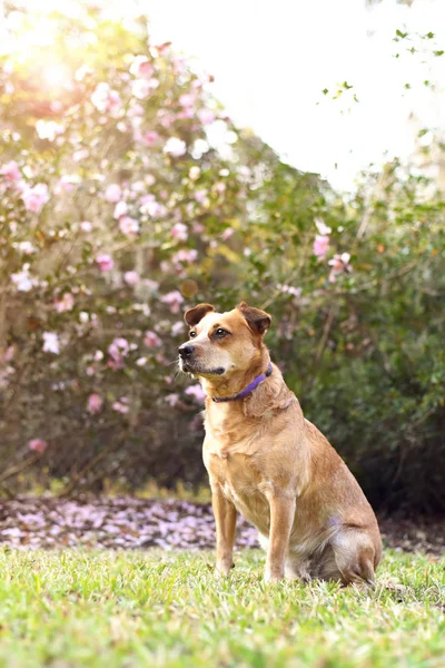 Perro Ganado Rojo Australiano — Foto de Stock