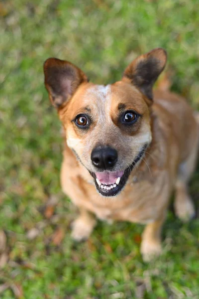 Perro Ganado Rojo Australiano —  Fotos de Stock