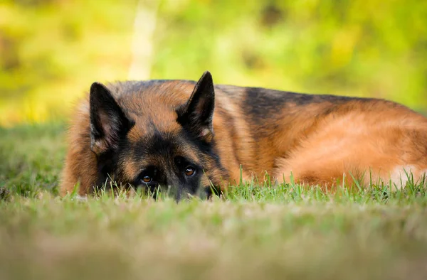 Schäferhund Auf Dem Grünen Gras — Stockfoto