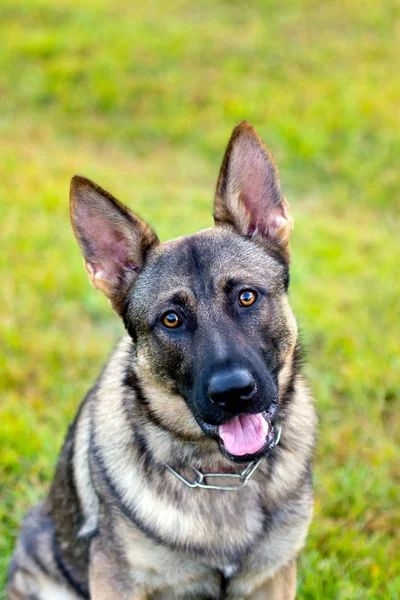 Sable German Shepherd Sitting Very Bright Green Grass Doing Headtilt — Stock Photo, Image