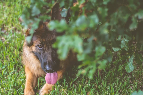 赤と黒の長い髪のジャーマン シェパード犬屋外 — ストック写真