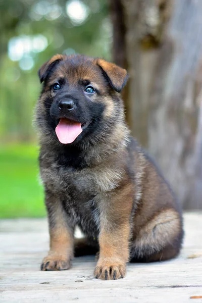 Berger Allemand Chiot Sable — Photo