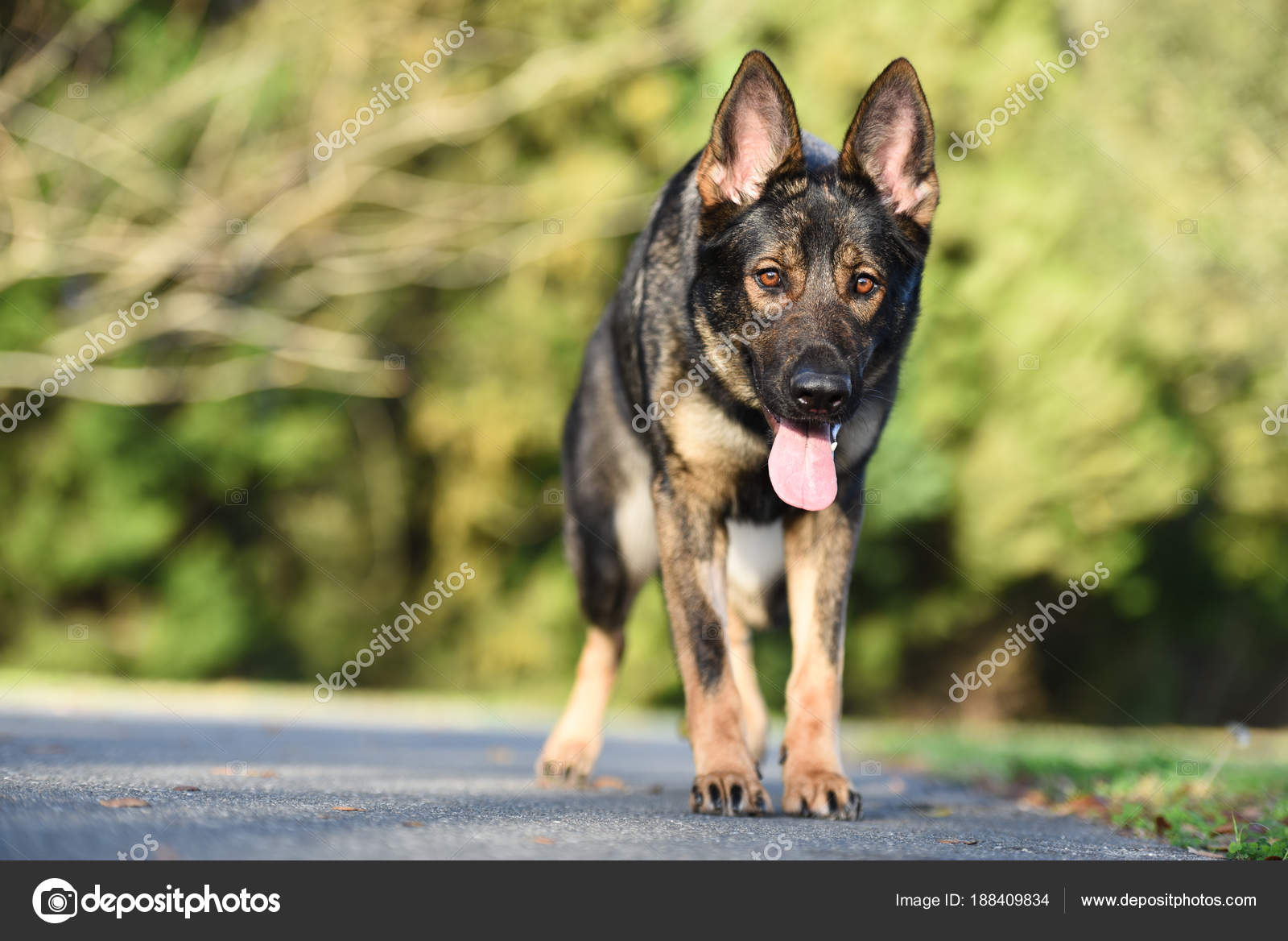 Sable German Shepherd Hunting — Stock Photo © tanyakdesign #188409834