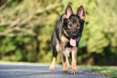 Sable Alman çoban avcılık