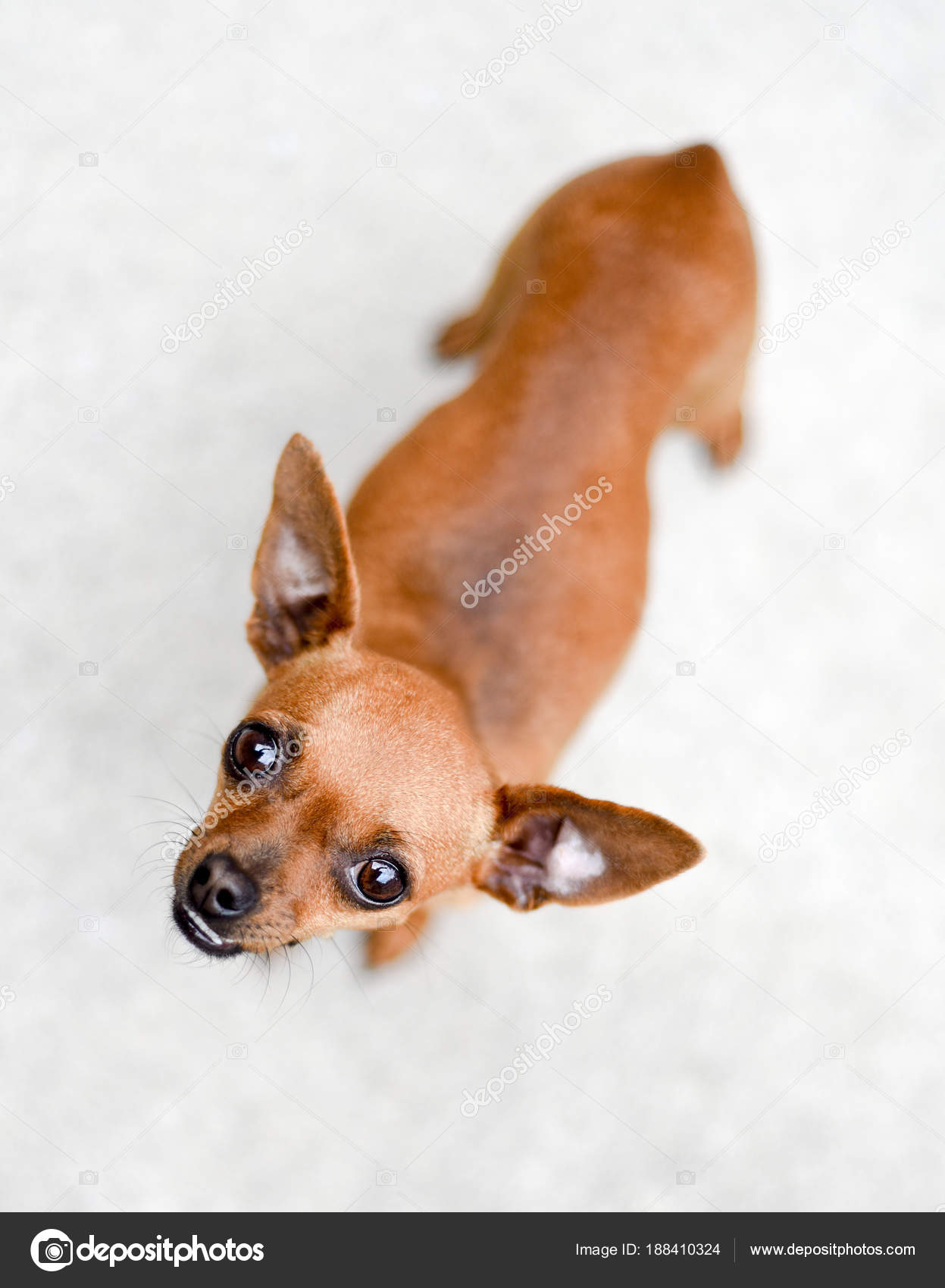 Small Light Brown Chihuahua Dog Standing Royalty Free Photo Stock Image By C Tanyakdesign 188410324