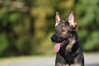 Sable Alman çoban portre