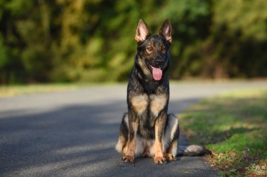 Sable Alman çoban oturma seyir ön