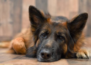 Ahşap arka plan üzerinde uzun ceket Alman çoban köpek