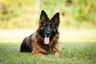 Uzun saçlı kırmızı ve siyah Alman çoban köpeği açık havada