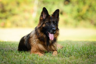 Uzun saçlı kırmızı ve siyah Alman çoban köpeği açık havada