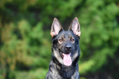 Sable Alman çoban yakın baş portre