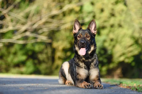 Berger Allemand Sable Dans Duvet — Photo