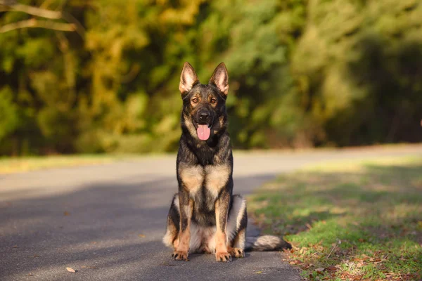 Sable Duitse Herder Vergadering Verheugen — Stockfoto