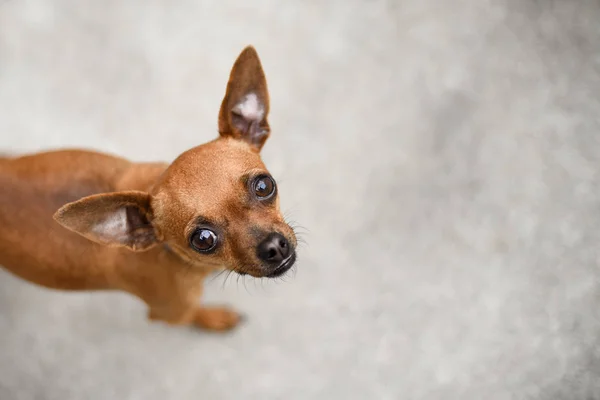 Kleiner Hellbrauner Chihuahua Hund Steht Draußen — Stockfoto