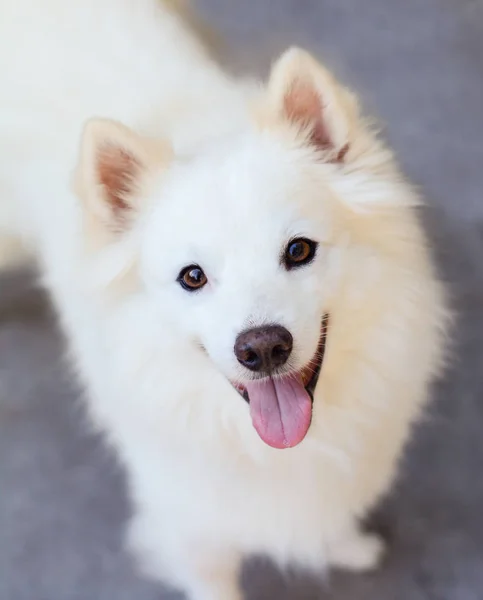 Amerikalı Eskimo köpeği kameraya bakıyor.
