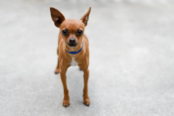 Kleine Licht Bruine Chihuahua Hond Staande Buiten — Stockfoto