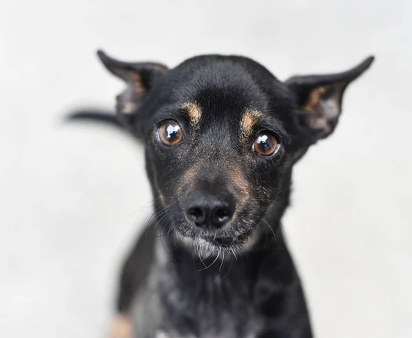 Netter Kleiner Hundemischling Auf Grauem Hintergrund Blickt Die Kamera — Stockfoto