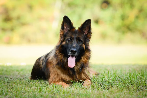 Longo Peludo Vermelho Preto Cão Pastor Alemão Livre — Fotografia de Stock