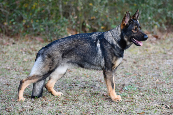 Sable German Shepherd Professional stand also called stack or stacking